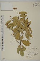 南華南蛇藤，青江藤藏品圖，第1張