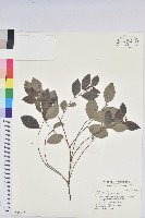 黑面神藏品圖，第1張