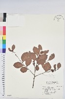 細葉饅頭果藏品圖，第1張