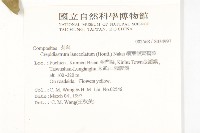 細葉假黃鵪菜藏品圖，第2張