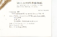 南國小薊藏品圖，第2張