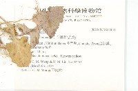 苦滇菜、苦菜藏品圖，第2張