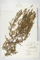 豬草、瘤果菊藏品圖，第1張