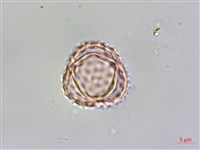 豬草、瘤果菊藏品圖，第2張