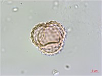 豬草、瘤果菊藏品圖，第4張