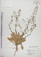 薺藏品圖，第1張