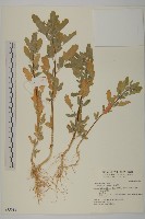 藜、灰藜藏品圖，第1張