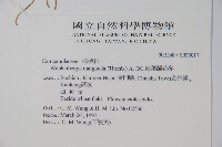 細葉蘭花參藏品圖，第2張