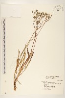 兔仔菜藏品圖，第1張