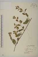 南蛇藤藏品圖，第1張