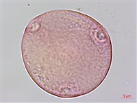 沙楠子樹藏品圖，第1張