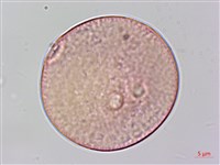 沙楠子樹藏品圖，第3張