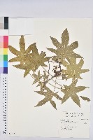 蓖麻藏品圖，第1張