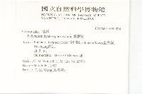 銀膠菊藏品圖，第5張