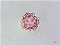 銀膠菊藏品圖，第2張