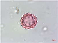 銀膠菊藏品圖，第3張