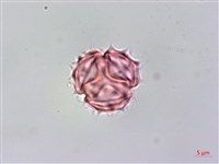 銀膠菊藏品圖，第4張