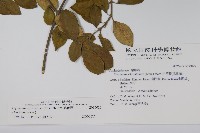 武靴藤藏品圖，第2張