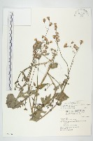 紫背草藏品圖，第1張