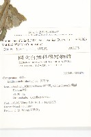 紫背草藏品圖，第2張