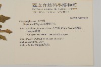 臺灣蠅子草藏品圖，第2張