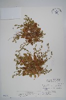 細纍子草藏品圖，第1張