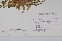 細纍子草藏品圖，第2張