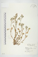 鼠麴舅藏品圖，第1張