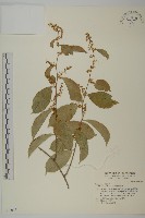 南華南蛇藤，青江藤藏品圖，第1張