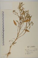 變葉藜、毛綠珠藜藏品圖，第1張