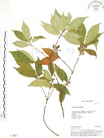 天仙果、臺灣榕藏品圖，第1張