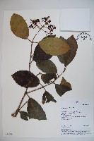 珊瑚樹藏品圖，第1張