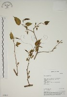 小桑樹藏品圖，第1張