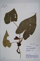 芋葉細辛藏品圖，第1張