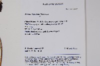 芋葉細辛藏品圖，第2張