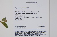 臺灣附地草藏品圖，第2張