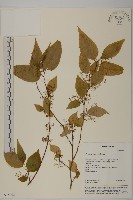 佩羅特木藏品圖，第1張