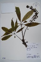 臺灣鵝掌柴藏品圖，第1張