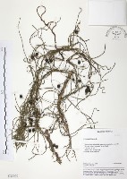 無根草藏品圖，第1張