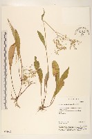 刀傷草藏品圖，第1張