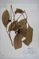 登錄號:S035065藏品圖，第1張