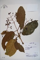 珊瑚樹藏品圖，第1張