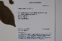 珊瑚樹藏品圖，第2張