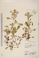 匙葉鼠麴草藏品圖，第1張