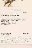 匙葉鼠麴草藏品圖，第2張