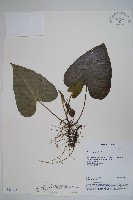 薄葉細辛、尾花細辛藏品圖，第1張