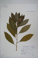 登錄號:S035075藏品圖，第1張