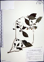 光果龍葵藏品圖，第1張