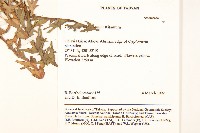 臺灣蒲公英藏品圖，第2張