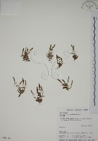 黃斑龍膽藏品圖，第1張